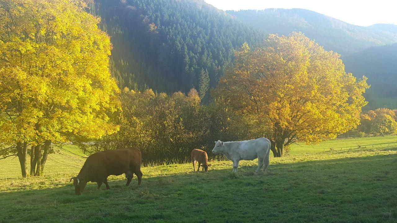 Pension Bergfrieden Schmallenberg Extérieur photo